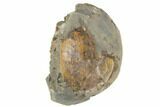 Cretaceous Fossil Ammonite (Sphenodiscus) - South Dakota #189334-2